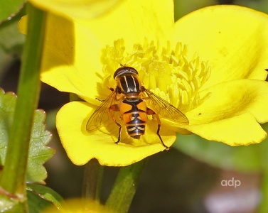 Helophilus pendulus, hoverfly, female, Alan Prowse